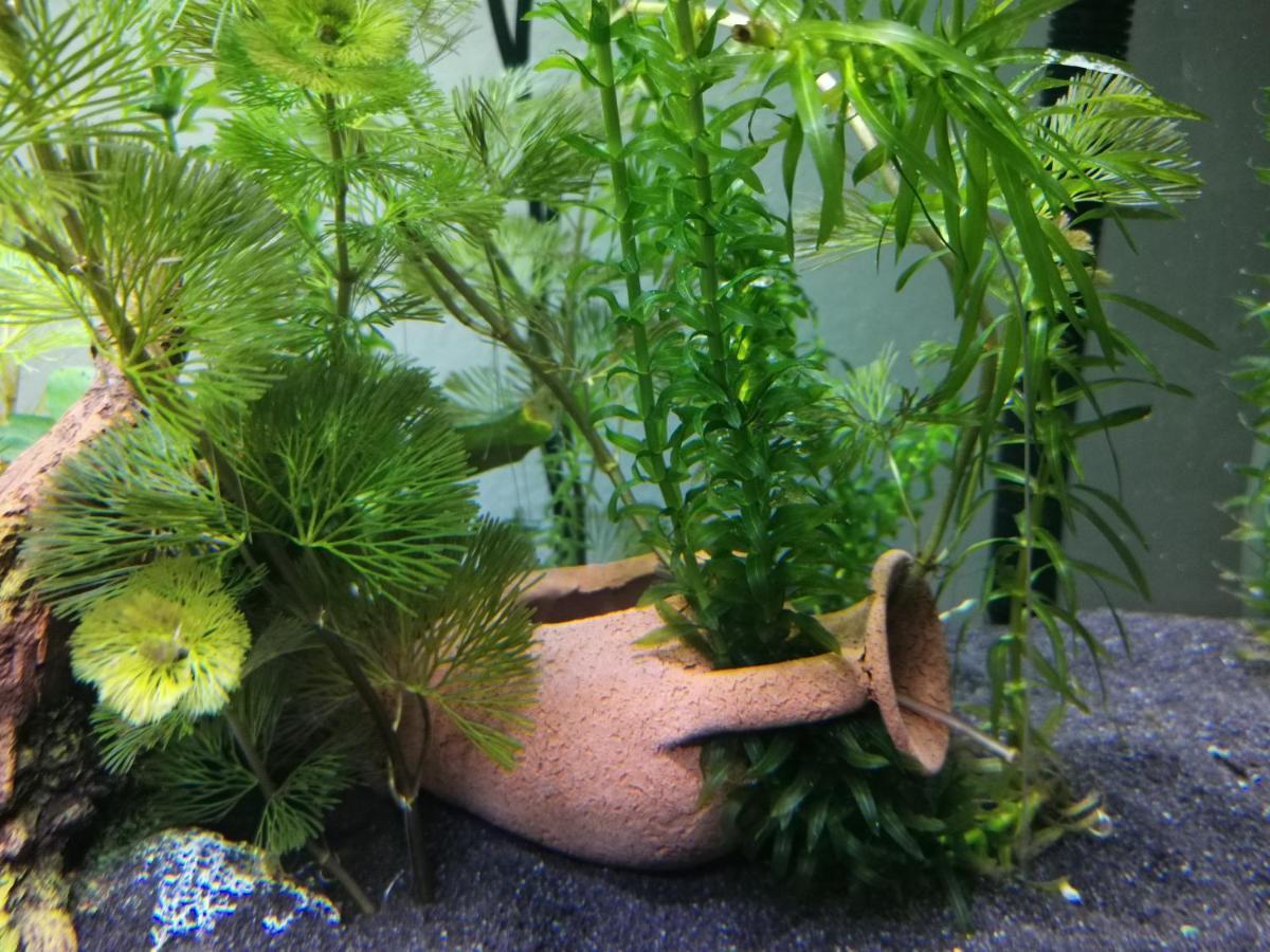Aquarium Room Fish And Gastropods Turin Exterior photo
