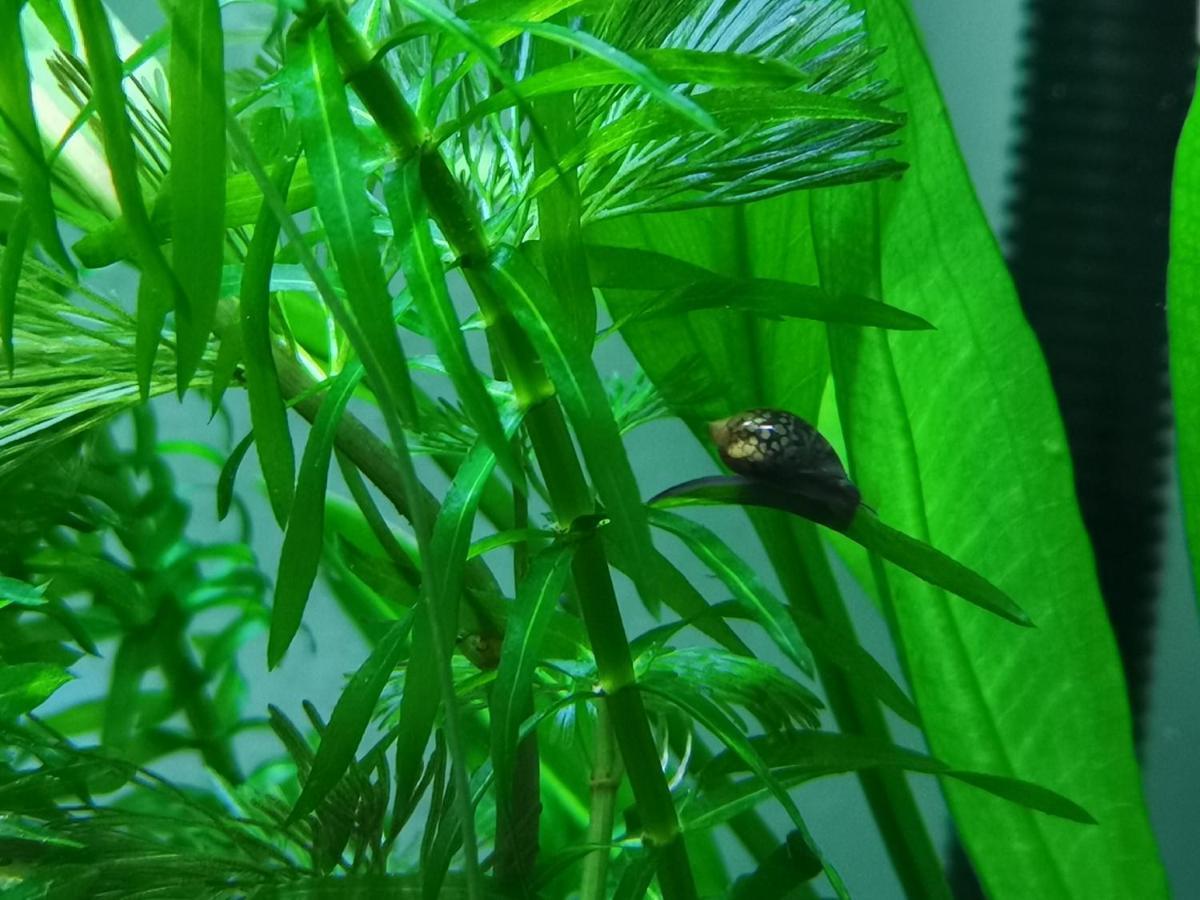 Aquarium Room Fish And Gastropods Turin Exterior photo