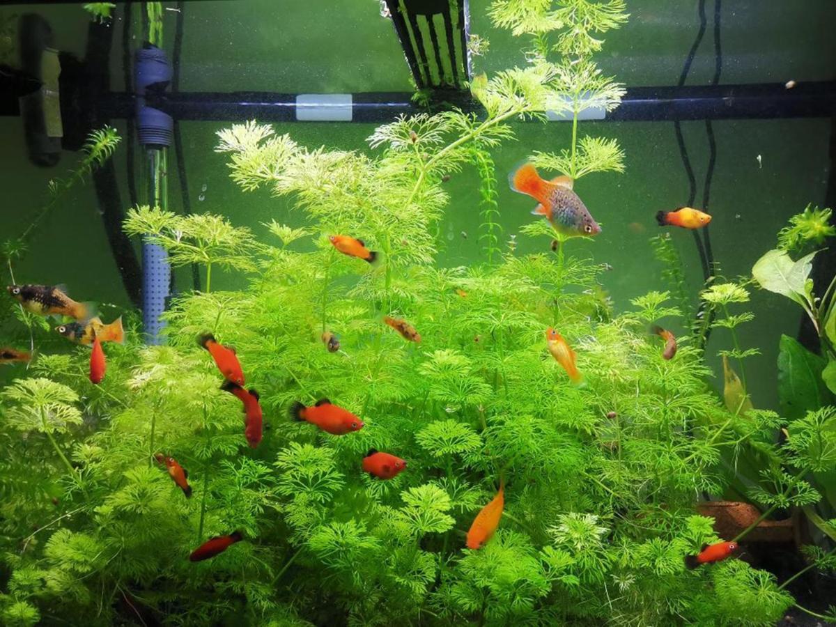 Aquarium Room Fish And Gastropods Turin Exterior photo