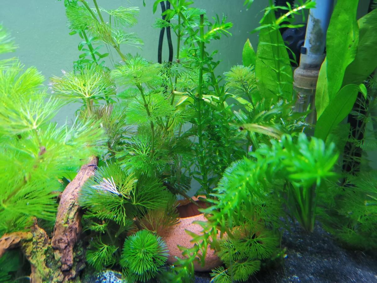 Aquarium Room Fish And Gastropods Turin Exterior photo