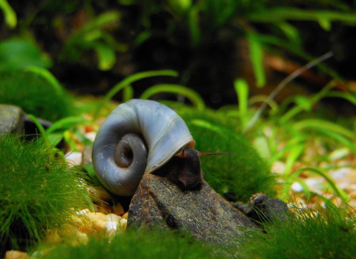 Aquarium Room Fish And Gastropods Turin Exterior photo