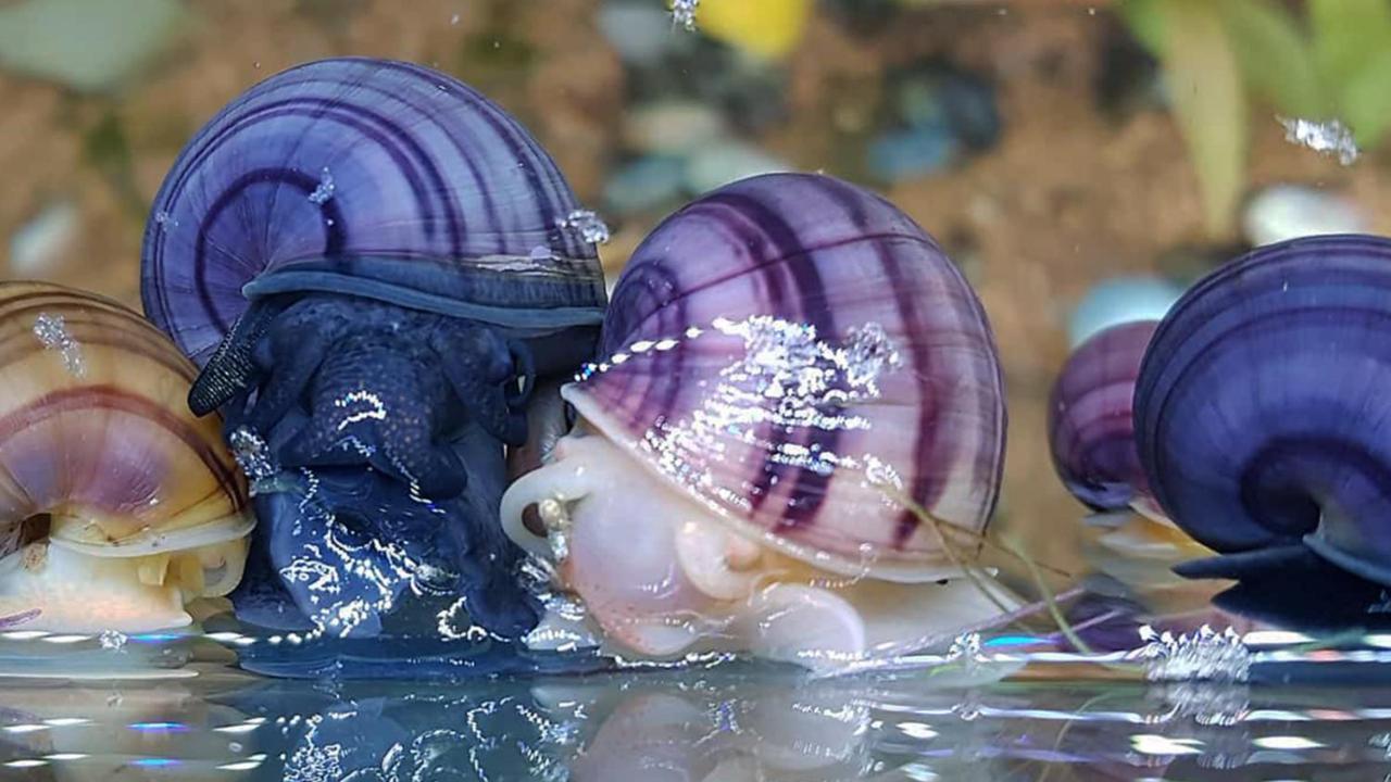 Aquarium Room Fish And Gastropods Turin Exterior photo