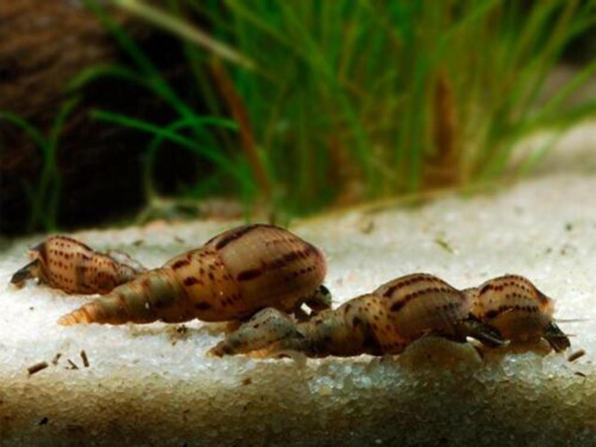 Aquarium Room Fish And Gastropods Turin Exterior photo