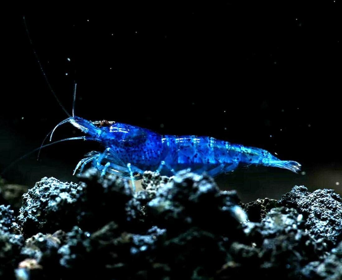 Aquarium Room Fish And Gastropods Turin Exterior photo